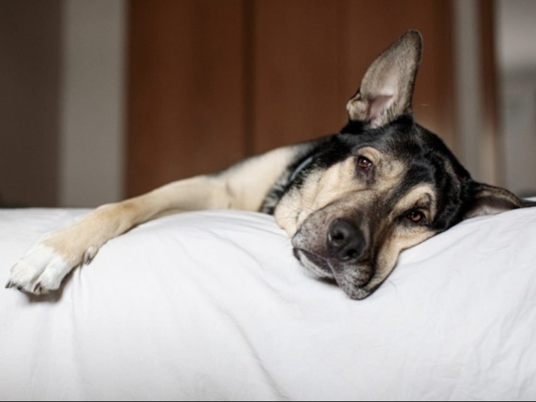 Az  orvos lekapcsolják a fiatal rendőr életbentartó gépeit, de előtte megengedték a kutyájának, hogy..