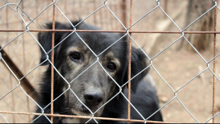 Durva bírság jöhet a kutyatartóknak: ez a szokás 150 ezer forintba fájhat