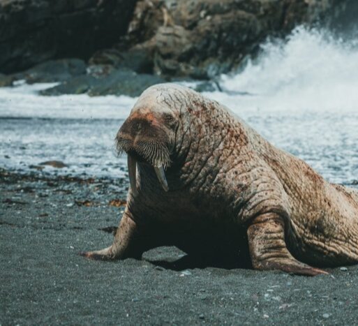 Sorra károsítja meg a hajó tulajdonosak Freya – a rozmár