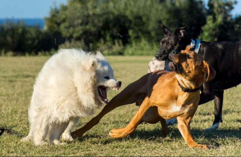 Ezek a leggyakoribb okok a kutya viselkedési problémáinak hátterében