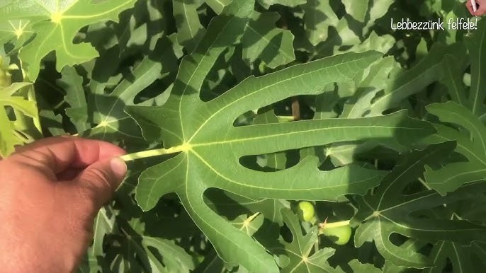 Lehet, hogy a te kertedben is van ilyen csodanövény - Nézd, mennyi mindenre használhatod!