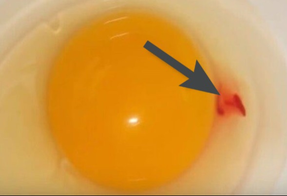 Piros vagy barna foltok a tojásban: miért van ez és káros?