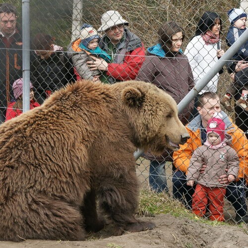 3 napig keresték a fiút! Amit a medve tett a gyerekkel, az sokkolni fog!